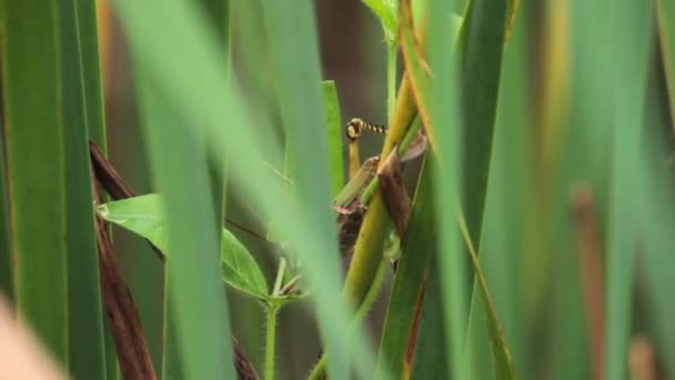 Big Locust Feeding Leaves Tall Grasses Moved Breeze — Stock Video