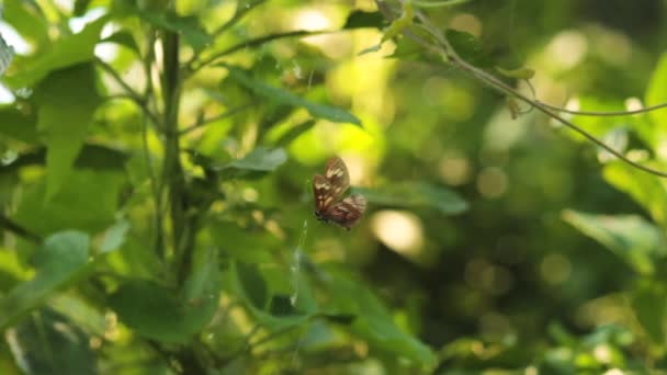 クモの巣に閉じ込められた蝶は自由であるために戦い — ストック動画