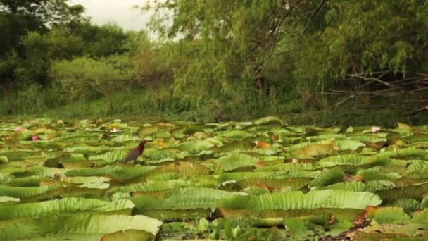 Zicht Een Vogel Giant Water Lelies Victoria Cruziana Grote Drijvende — Stockvideo