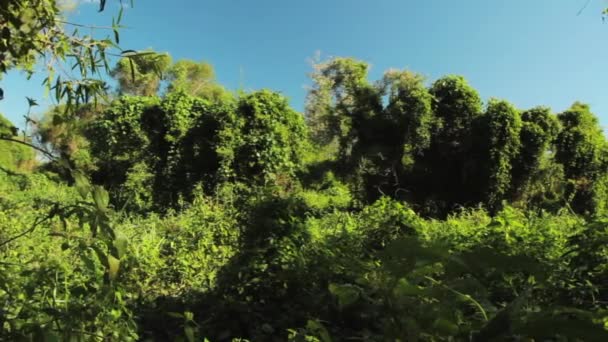Pan Plants Green Foliage Tropical Forest — Stock Video