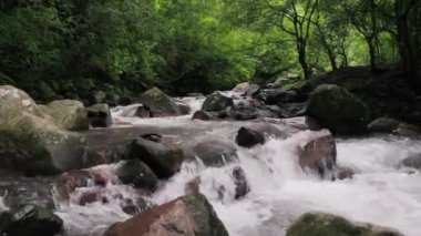 Ormandaki kayalık nehir boyunca akan derenin görüntüsü