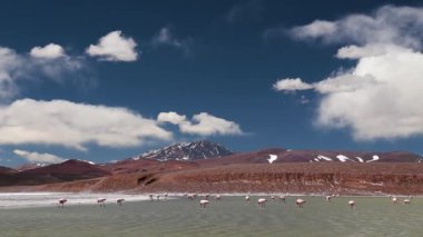 Laguna Brava 'da beslenen flamingolar, La Rioja, Arjantin. Bu istikamet And Dağları 'nın bir parçasıdır. Flamingolar beslenmek ve üremek için yazın seyahat ederler..