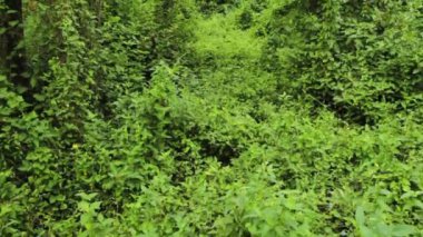 Ormanların gövdeleri, yaprakları ve dalları yukarı doğru eğilerek, fırtınalı bir gökyüzünün altındaki ağaç tepeleri ile sona eriyor.. 