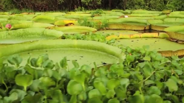 Vattenväxter Stora Näckrosor Victoria Cruziana Även Känd Som Irupe Lokalbefolkningen — Stockvideo