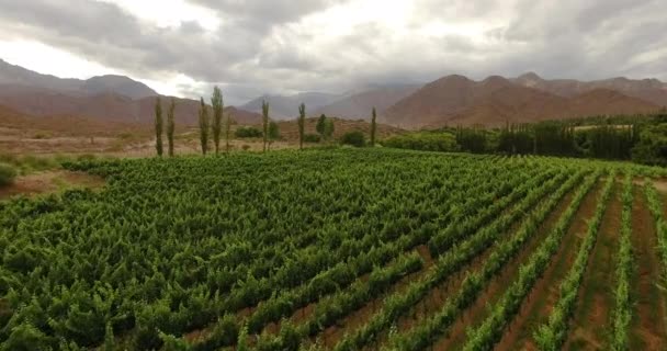 Légi Felvétel Egy Szőlőskertről Cachi Ban Saltában Argentínában Ezek Szőlőültetvények — Stock videók