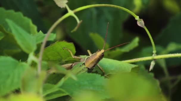 Insekter Naturen Närbild Stor Gräshoppa Det Gröna Lövverket Skogen Gräshoppan — Stockvideo
