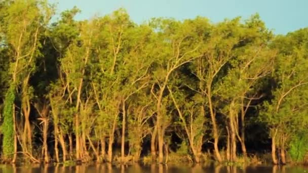 Pohled Lodi Plující Řece Parana Při Západu Slunce Krásná Vegetace — Stock video