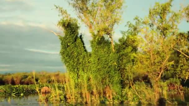 Odkrywaj Przygodę Boczny Punkt Widzenia Łodzi Pływającej Amazonii Widzimy Lilie — Wideo stockowe