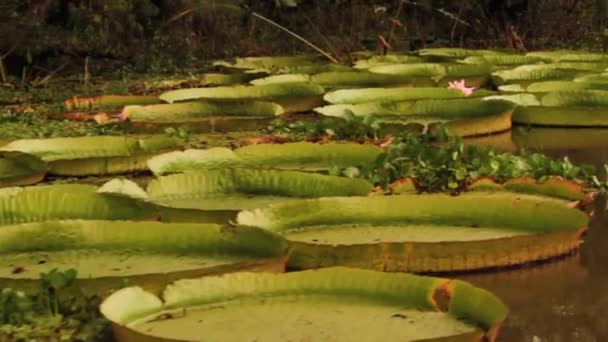 Екотуризм Водні Рослини Вид Човен Гігантськими Водними Ліліями Вікторія Крузіана — стокове відео