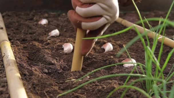 Zemědělství Životní Styl Výsadba Česnekových Cibulí Půdě — Stock video