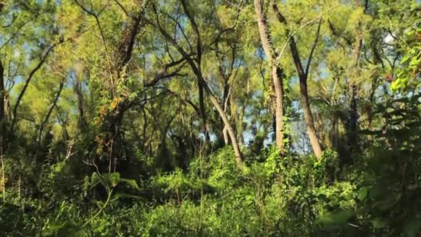 Άποψη Του Πράσινου Τροπικού Δάσους Κλίση Των Κορμών Των Δασικών — Αρχείο Βίντεο