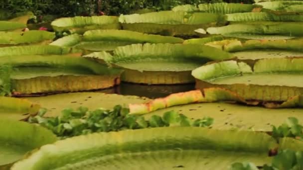 Reizen Langs Rivier Zicht Giant Water Lelies Victoria Cruziana Grote — Stockvideo