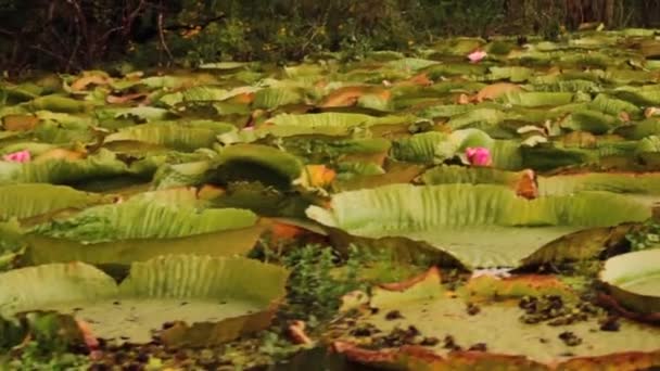 Ecotoerisme Waterplanten Standpunt Van Een Boot Van Giant Water Lelies — Stockvideo