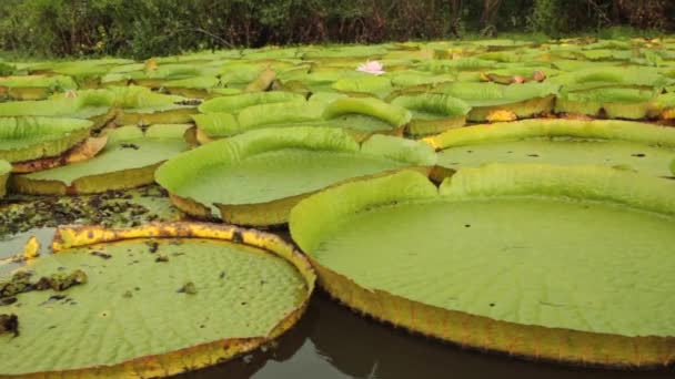 Wasserpflanzen Und Ökotourismus Seitenansicht Eines Bootes Das Den Fluss Entlang — Stockvideo