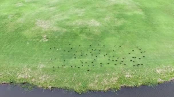 湖のそばの草の中の鳥の群れが突然離陸して飛び去った — ストック動画