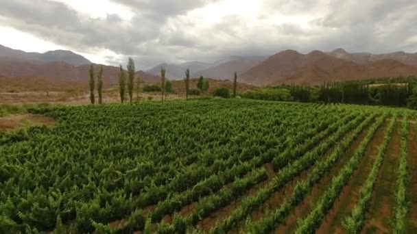 Légi Felvétel Egy Szőlőskertről Cachiban Saltában Argentínában Hely Híres Nagy — Stock videók