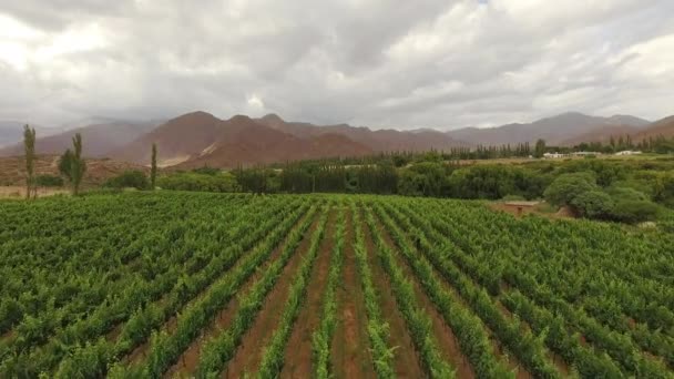 阿根廷萨尔塔Cachi葡萄园的空中拍摄 这些葡萄园在安第斯山脉海拔很高的地方种植葡萄树很受欢迎 — 图库视频影像