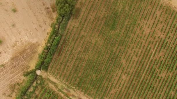 Légi Felvétel Egy Malbec Szőlőskertről Cachi Ban Argentínában Ezek Szőlőültetvények — Stock videók