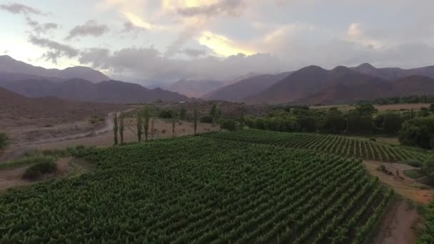 ワイン製造業における美しさ 日没時のブドウ畑や山の空中景色 — ストック動画