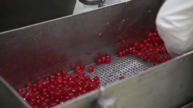 Yiyecek endüstrisi. Yakından bakınca eldiven giyen bir fabrika işçisinin konteynırdan kırmızı kiraz topladığını görüyoruz..
