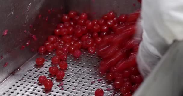 Lebensmittelindustrie Nahaufnahme Eines Fabrikarbeiters Mit Handschuhen Der Rote Kirschen Aus — Stockvideo