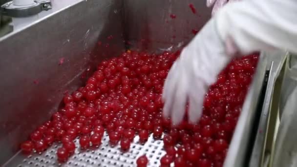Lebensmittelindustrie Nahaufnahme Eines Fabrikarbeiters Mit Handschuhen Der Rote Kirschen Aus — Stockvideo