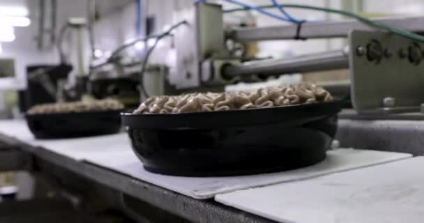 아이스크림 케이크 노동자 초콜릿 아이스크림 플라스틱 냄비를 채우는 자동화 기계의 — 비디오