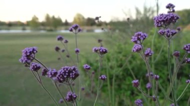 Bahar çiçekleri. Yakından bakınca Verbena Bonariensis 'in uzun sapları ve mor çiçekleri gün batımında bahçede çiçek açıyor..