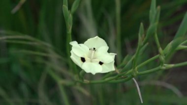 Bahçede açan egzotik çiçekler. Dietes bicolor 'un yakın görüntüsü, aynı zamanda Yellow Wild Iris olarak da bilinir, renkli çiçek, parkta çiçek açan.