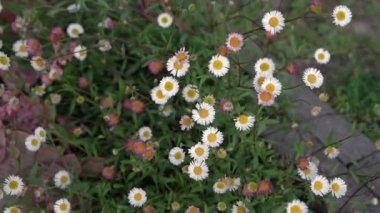 Çiçek. Yabani çiçekler. Erigeron quercifolius papatyalarının yakın görüntüsü, Güney pireli papatyaları olarak da bilinir, bahçede açan beyaz taç yaprakları.. 