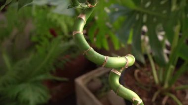 Flora. Çin Su Bambu, kıvırcık ve segmentli gövde ve yeşil yapraklar olarak da bilinen Dracaena Sanderiana 'nın yakından görünüşü, şehir bahçesinde büyüyor..