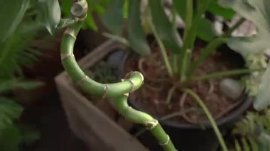 Botanik. Bir Dracaena sanderiana, diğer adıyla Şanslı Bambu, kıvırcık gövde, şehir bahçesinde büyüyor..