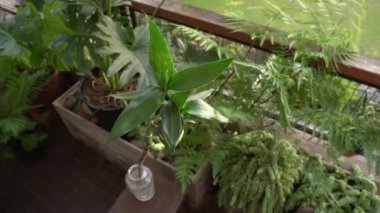 Botanik. Su Bambu olarak da bilinen Dracaena Sanderiana 'nın üst görüntüsü, yeşil yapraklar ve gövde, şehir bahçesinde suyla dolu bir tencerede büyüyor..