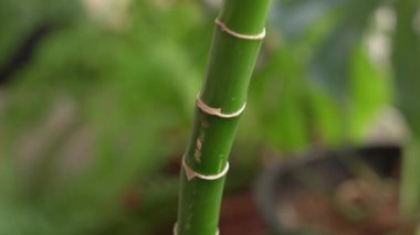 Botanik. Bahçede yetişen Dracaena Sanderiana 'nın yakın görüntüsü, Lucky veya Friendship Bamboo olarak da bilinir, yeşil ve segmentli gövde.