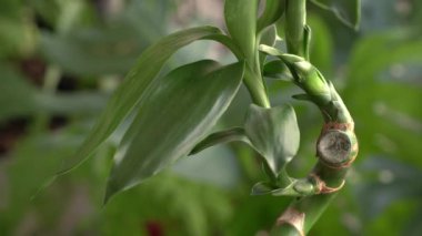 Su bambusu. Dracaena Sanderiana 'nın yakından görünüşü, aynı zamanda Lucky veya Friendship Bambu sapı olarak da bilinir ve yapraklar bahçede yetişir..