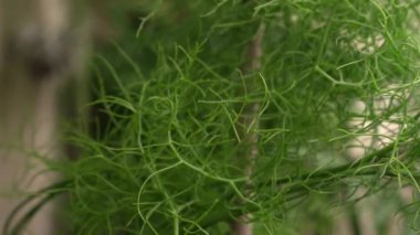 Sulu bitki örtüsü arka planı. Tırmanan soğan, yeşil gövde dokusu ve desen olarak da bilinen Bowiea hacminin yakın görüntüsü.