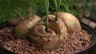 Egzotik sulu bitkiler. Tırmanan soğan, ampul ve yeşil saplar olarak da bilinen Bowiea hacmi, bir baston ile kazık, şehir bahçesinde siyah bir tencerede büyüyor.