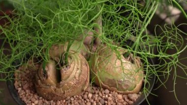 Egzotik sulu bitkiler. Tırmanan soğan, ampul ve yeşil saplar olarak da bilinen Bowiea hacmi, bir baston ile kazık, şehir bahçesinde siyah bir tencerede büyüyor.