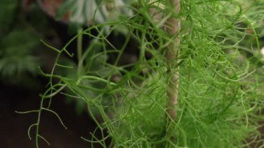 Egzotik sulu bitkiler. Tırmanan soğan olarak da bilinen Bowiea hacimlerinin Pan 'ı, bastonla kazıklanmış, şehir bahçesinde bir tencerede büyüyor. Güzel yeşil gövdesi ve deseni.