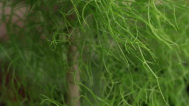 Sulu bitki örtüsü arka planı. Tırmanan soğan, yeşil gövde dokusu ve desen olarak da bilinen Bowiea hacminin eğimi.