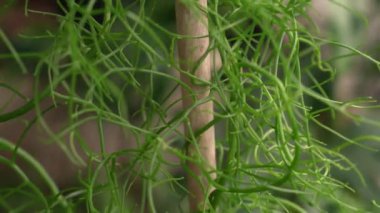 Egzotik sulu bitkiler. Tırmanan soğan olarak da bilinen Bowiea hacmi, bastonla kazıklanmış, şehir bahçesinde bir tencerede büyüyor. Güzel yeşil gövdesi ve deseni.