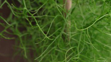 Sulu bitki örtüsü arka planı. Tırmanan soğan olarak da bilinen Bowiea hacminin üst görüntüsü, yeşil gövde dokusu ve deseni, bir tencerede büyüyor..