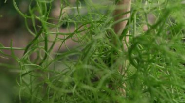 Egzotik sulu bitkiler. Tırmanan soğan olarak da bilinen Bowiea hacmi, bastonla kazıklanmış, şehir bahçesinde bir tencerede büyüyor. Güzel yeşil gövdesi ve deseni.