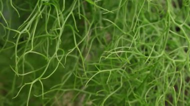 Sulu bitki örtüsü arka planı. Tırmanan soğan, yeşil gövde dokusu ve desen olarak da bilinen Bowiea hacminin yakın görüntüsü.