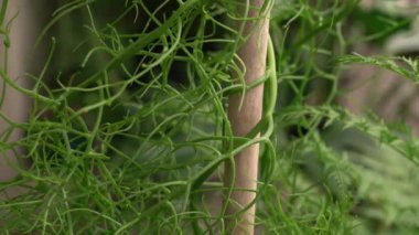 Botanik. Tırmanan soğan olarak da bilinen Bowiea hacimlerinin yakın plan çekimi. Çubukla kazık saplanmış. Güzel yeşil gövdesi ve deseni.