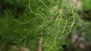 Sulu bitki örtüsü arka planı. Tırmanan soğan, yeşil gövde dokusu ve desen olarak da bilinen Bowiea hacminin eğimi.