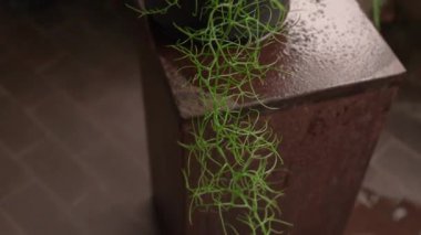 Sulu bitkiler yetiştiriyor. Tırmanan soğan, ampul ve yeşil saplar olarak da bilinen Bowiea hacmi, bir baston ile kazık, şehir bahçesinde siyah bir tencerede büyüyor.