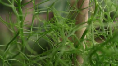 Egzotik sulu bitkiler. Tırmanan soğan olarak da bilinen Bowiea hacmi, bastonla kazıklanmış, şehir bahçesinde bir tencerede büyüyor. Güzel yeşil gövdesi ve deseni.