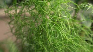 Egzotik sulu bitkiler. Tırmanan soğan olarak da bilinen Bowiea hacmi, bastonla kazıklanmış, şehir bahçesinde bir tencerede büyüyor. Güzel yeşil gövdesi ve deseni.