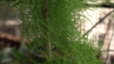 Egzotik sulu bitkiler. Tırmanan soğan olarak da bilinen Bowiea hacmi, bastonla kazıklanmış, şehir bahçesinde bir tencerede büyüyor. Güzel yeşil gövdesi ve deseni.